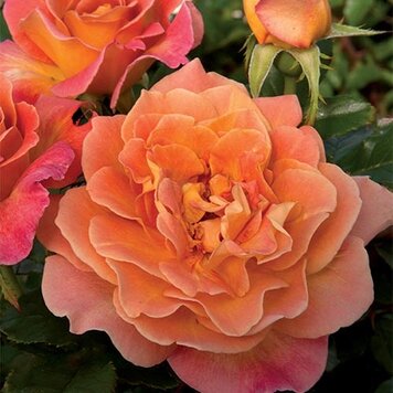 Rose 'Rosie the Riveter™' Floribunda