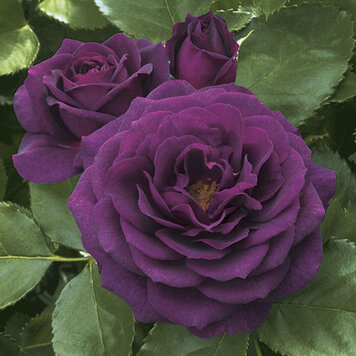 Rose 'Ebb Tide®' Floribunda