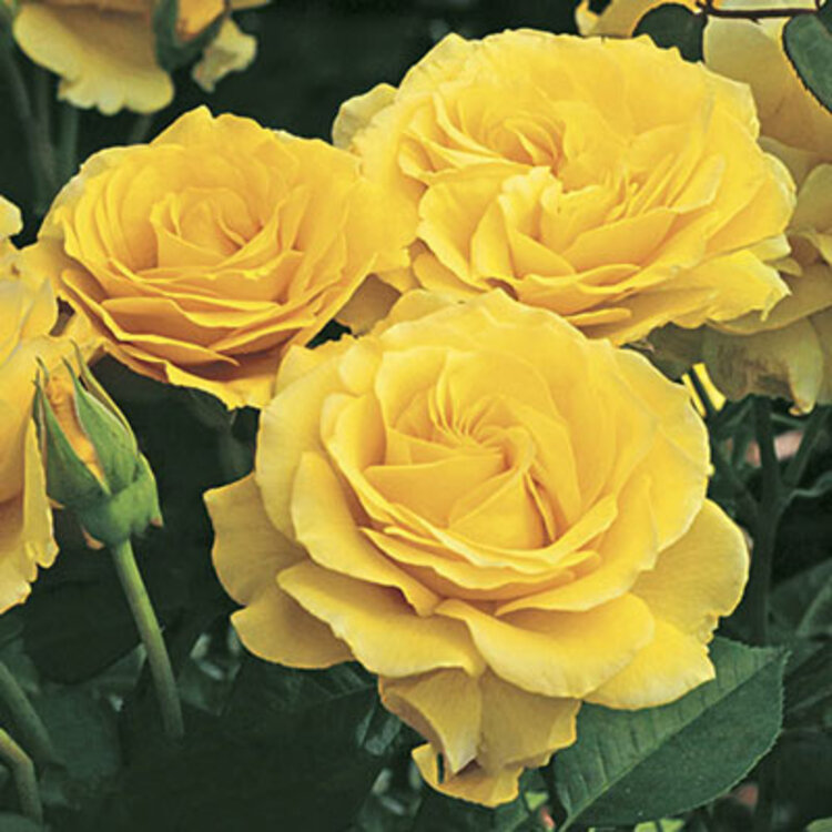 Rose 'Doris Day' Floribunda 24" Tree Rose