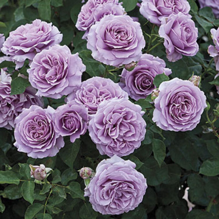 Rose 'Love Song™' Floribunda