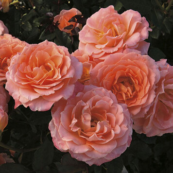 Rose 'Jump for Joy™' Floribunda