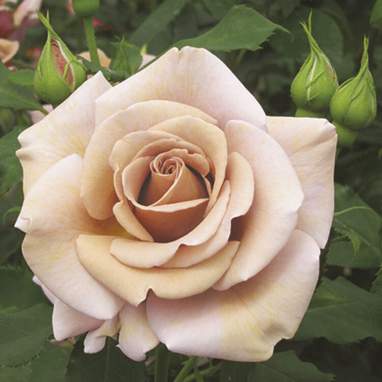 Rose 'Koko Loko™' Floribunda