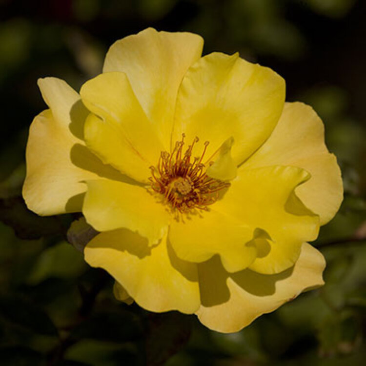 Rose 'Golden Showers' Climbing