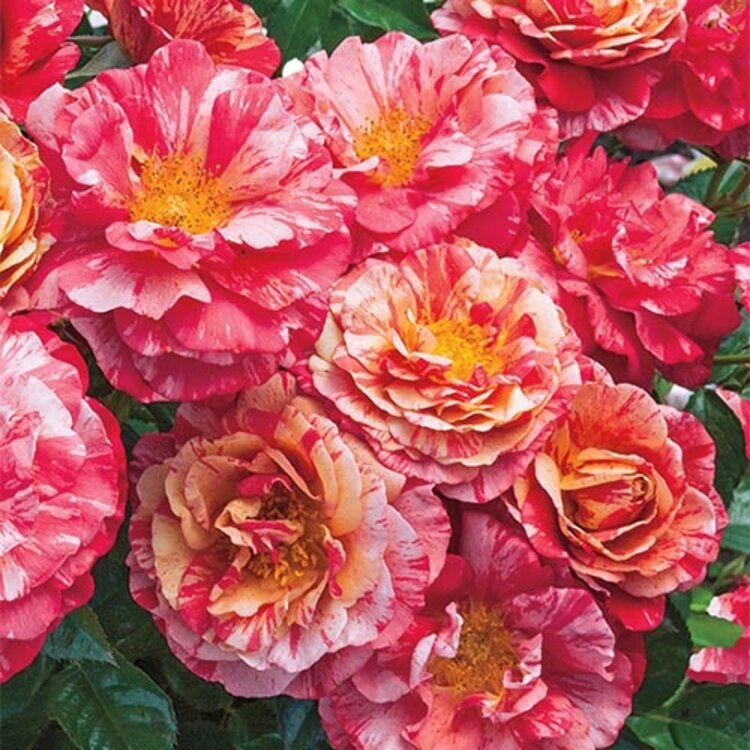 Rose 'Frida Kahlo®' Floribunda