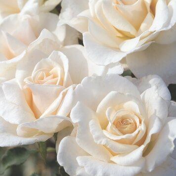 Rose 'French Lace' Floribunda