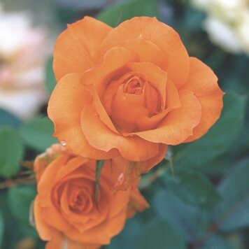 Rose 'Gingersnap' Floribunda