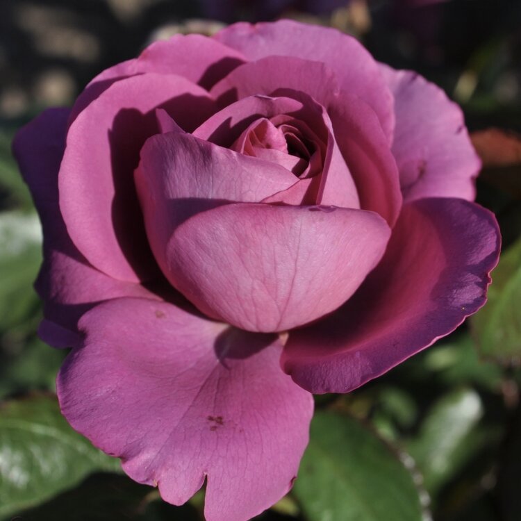 Rose 'Sunbelt® Plum Perfect™' Floribunda