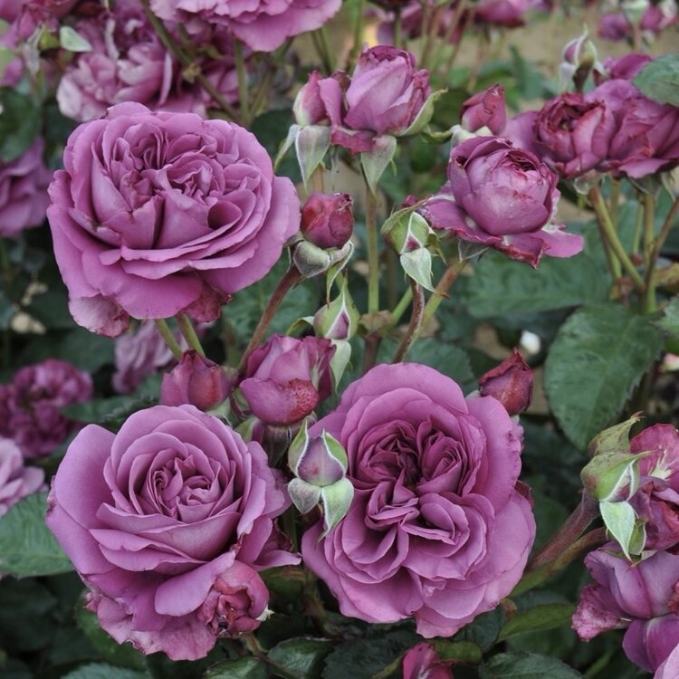 Rose 'Sunbelt® Plum Perfect™' Floribunda
