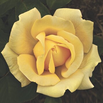 Rose 'Eternal Flame™' Hybrid Tea