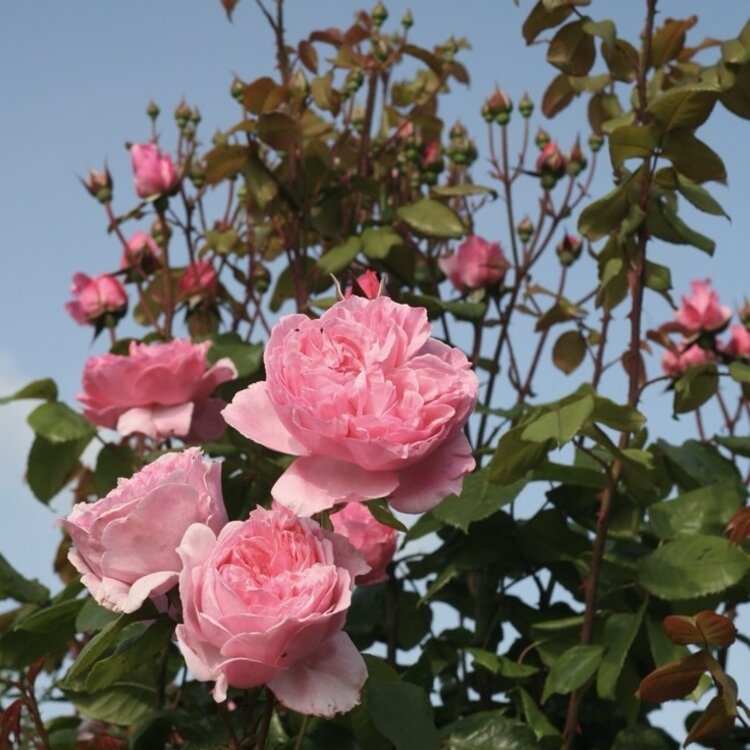 Rose 'Arborose® Kiss Me Kate' Climbing