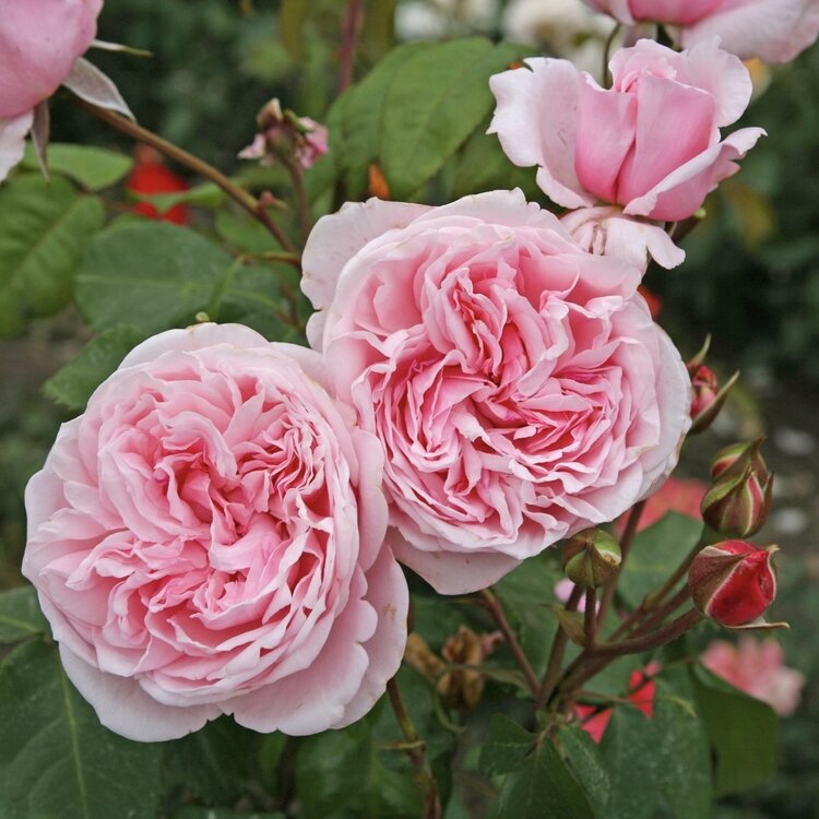 Rose 'Arborose® Kiss Me Kate' Climbing