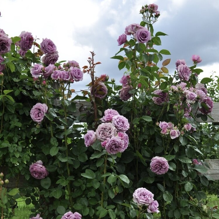 Rose 'Arborose® Quicksilver' Climbing