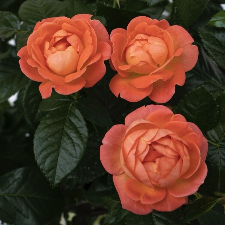 Rose 'Orange Glow™ Knock Out®' Shrub Tree Rose