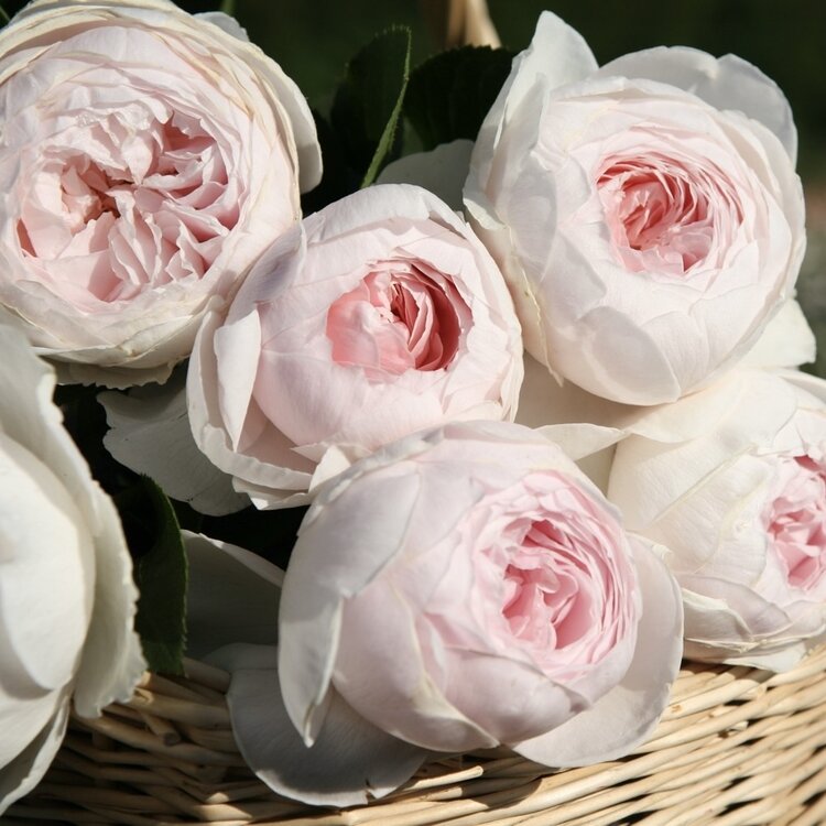 Rose 'Parfuma® Earth Angel™'Hybrid Tea