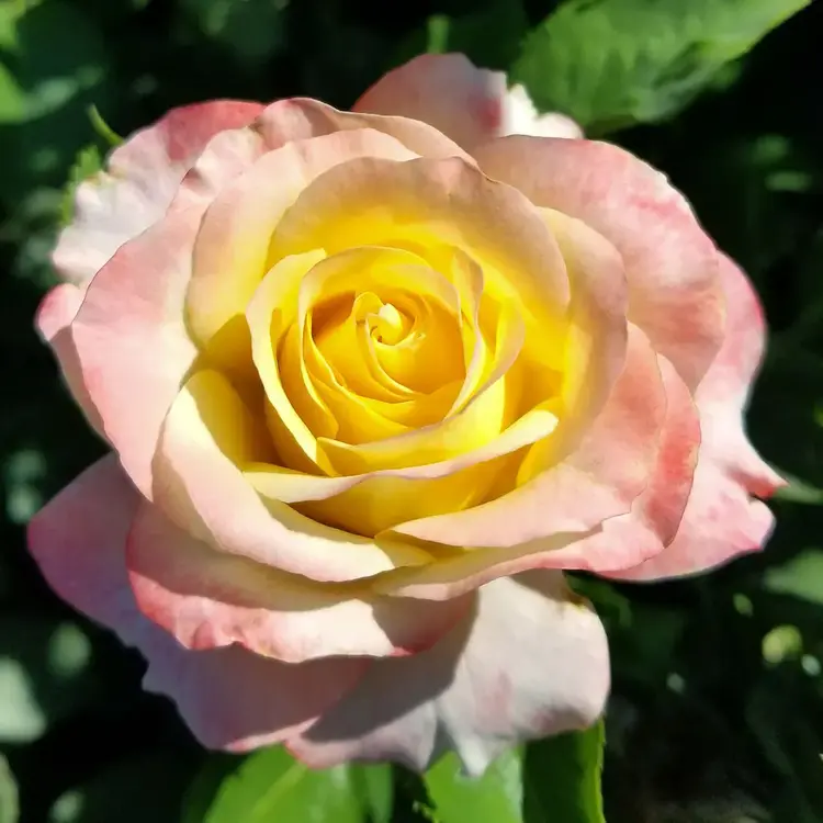 Rose 'Make Me Blush™'Hybrid Tea