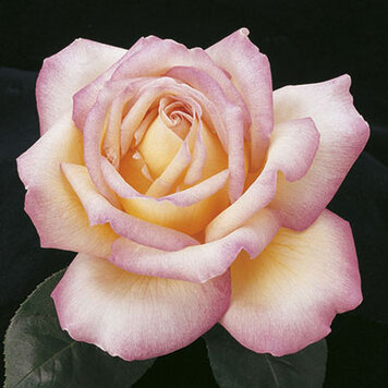 Rose 'Peace' Hybrid Tea
