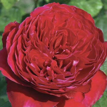 Rose 'Rouge Royale' Hybrid Tea
