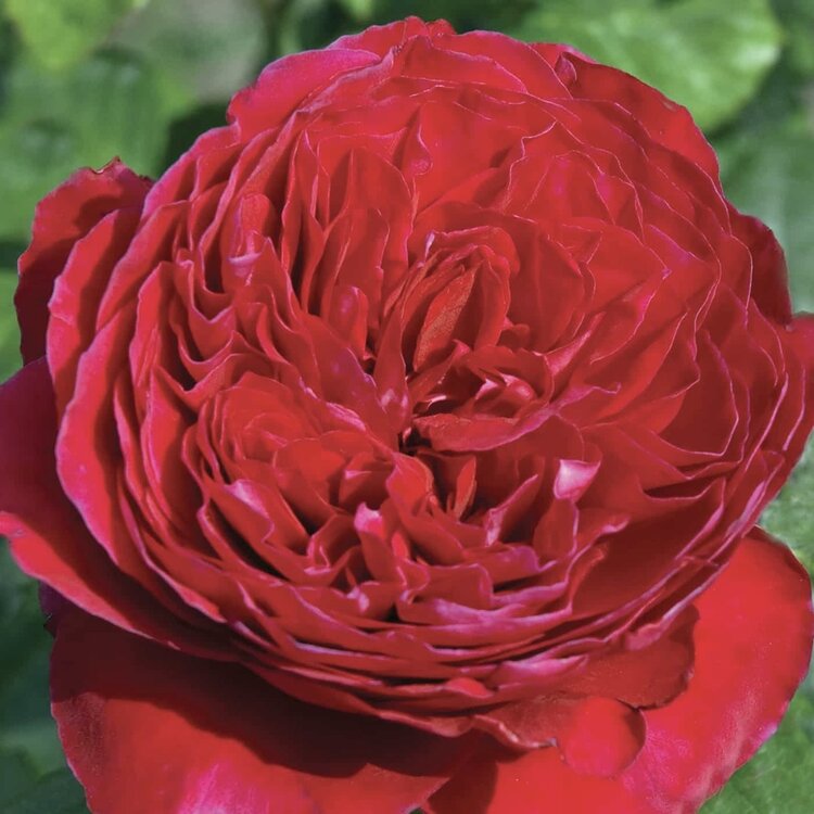 Rose 'Rouge Royale' Hybrid Tea