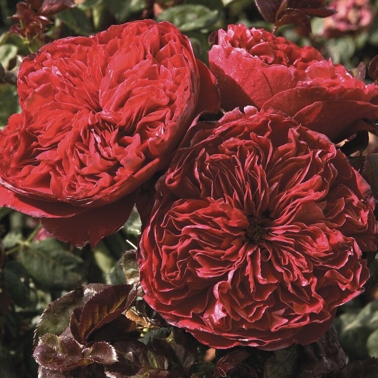 Rose 'Rouge Royale' Hybrid Tea