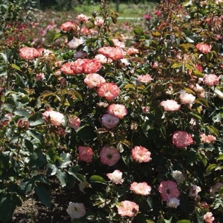 Rose 'Color Splash™' Floribunda