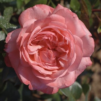 Rose 'Pink Flamingo™' Grandiflora