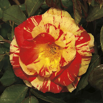 Rose 'Oranges 'n' Lemons' Shrub