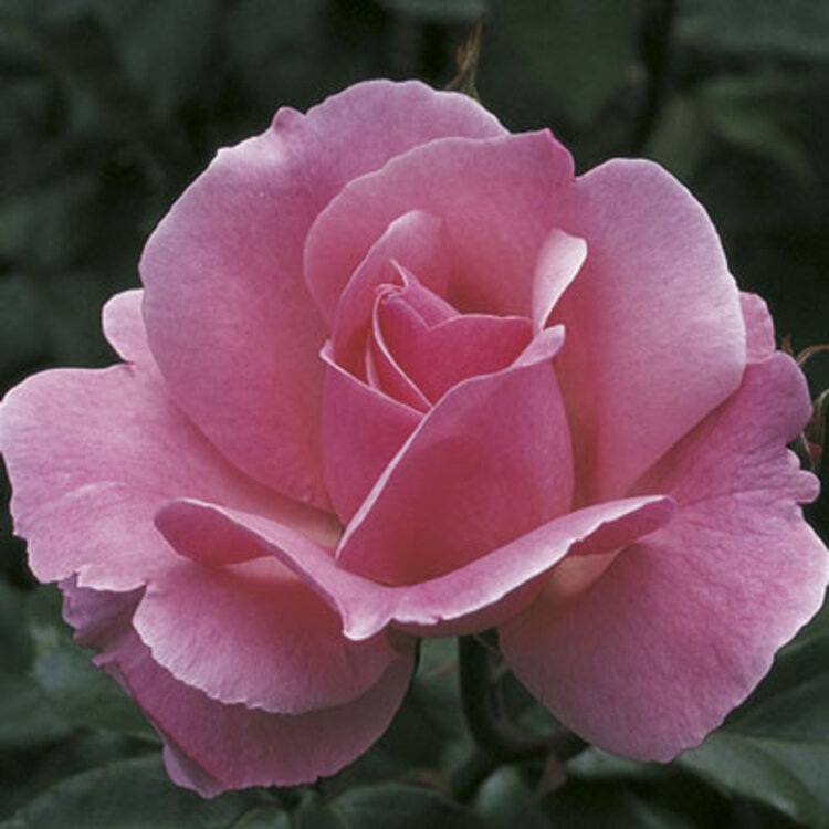 Rose 'Queen Elizabeth' Grandiflora