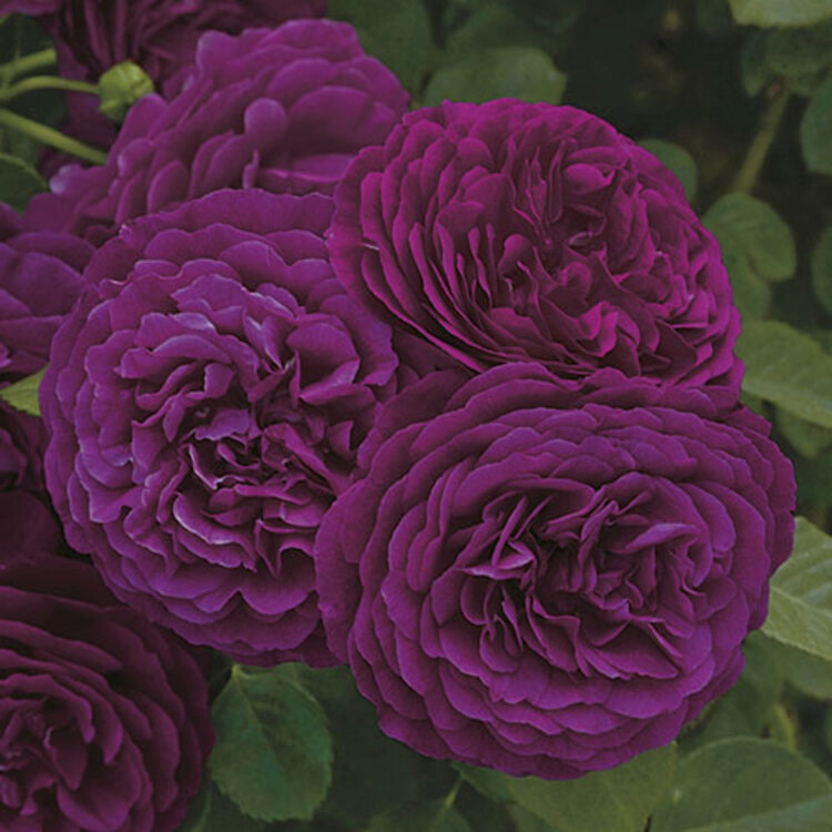 Rose 'Twilight Zone™'Grandiflora