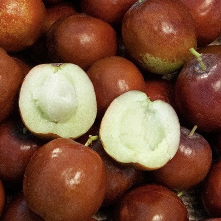 Jujube,  'Honeyjar'  on Jujube RS. Semi-Dwarf