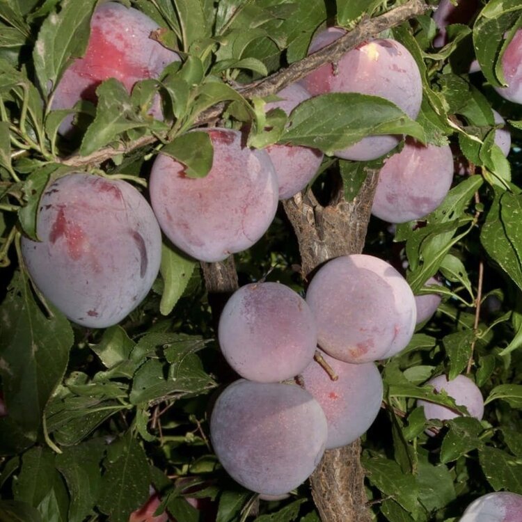 Plum, 'Santa Rosa Weeping' on Myro 29C RS. Standard