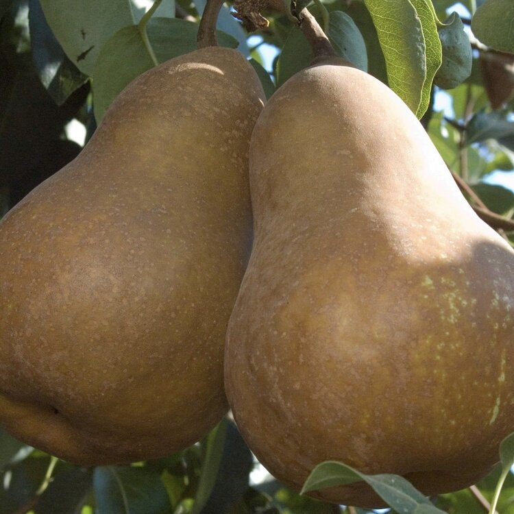 Pear 'Bosc' on OHx333 RS. Semi-Dwarf