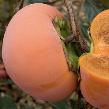 Persimmon 'Coffee Cake'