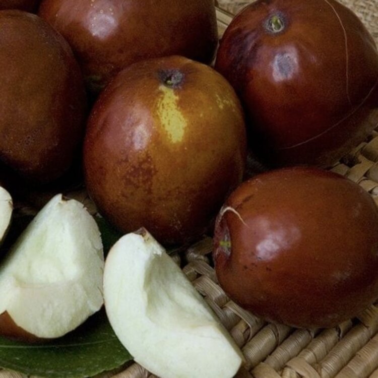 Jujube, 'Li' on Jujube RS. Semi-Dwarf