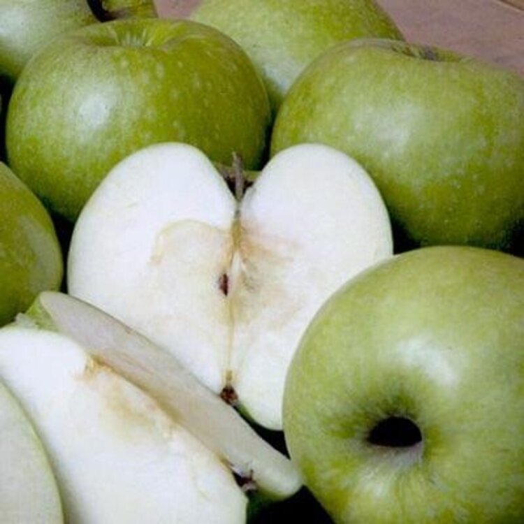 Apple 'Granny Smith'  on M-111. Semi-Dwarf