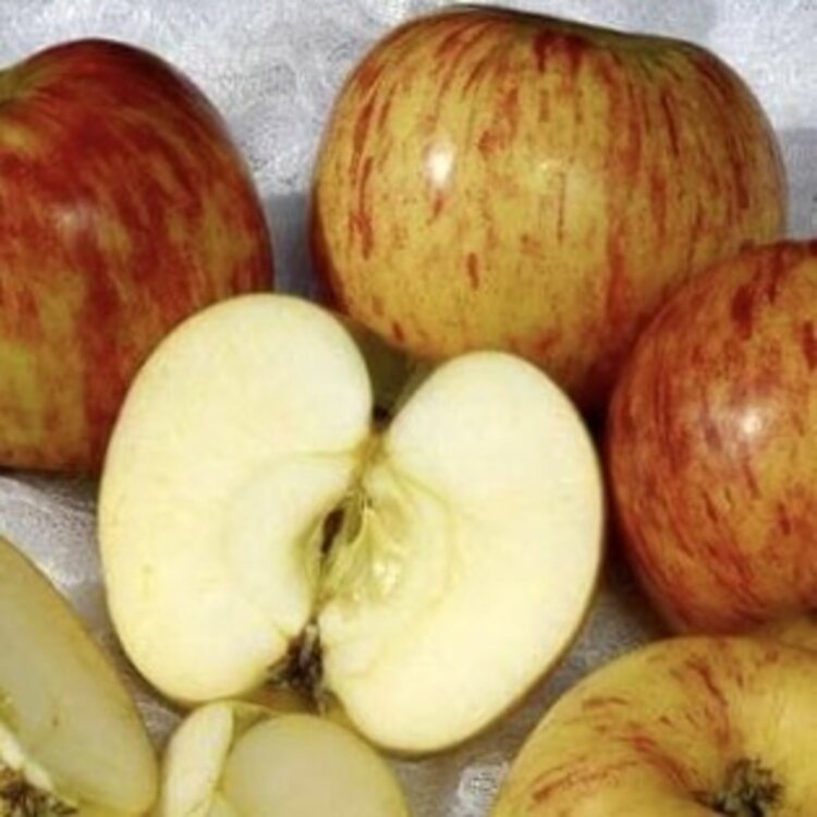 Apple 'Gravenstein Red'  on M-111. Semi-Dwarf