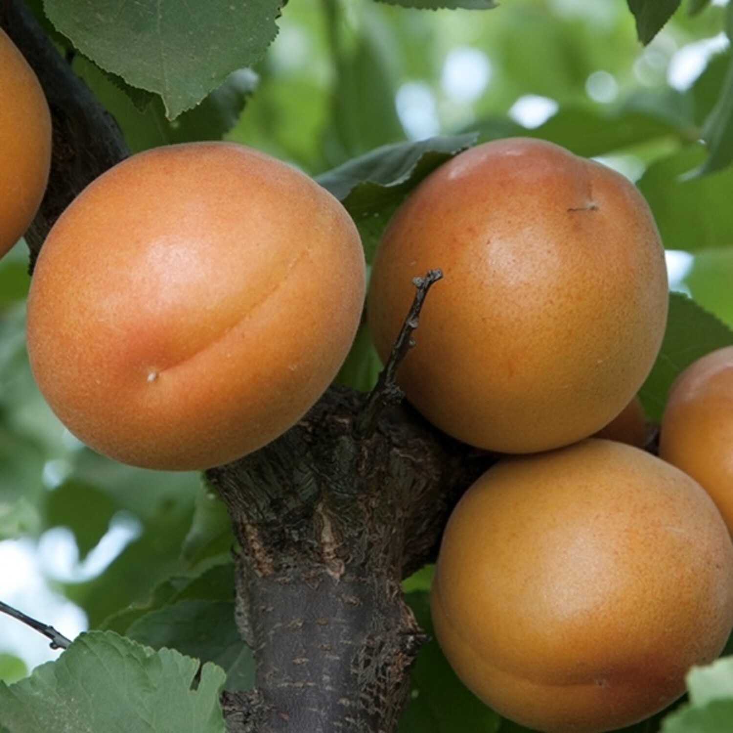 apricotページ Apricot 'Tomcot' ™ on Citation. Semi-Dwarf - Evergreen Nursery