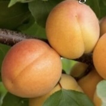 Apricot 'Flavor Delight Aprium®