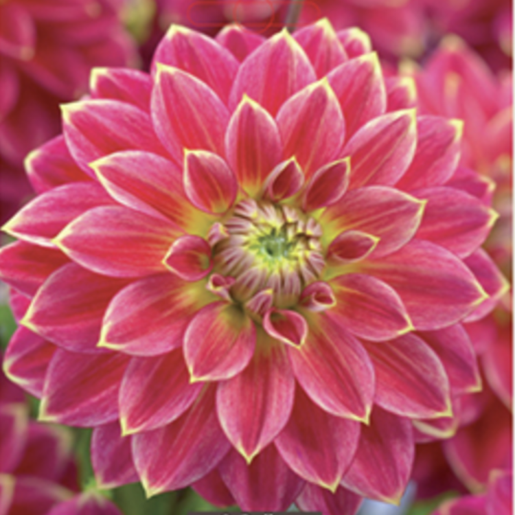 Dahlia Decorative Mister Optimist 2ct