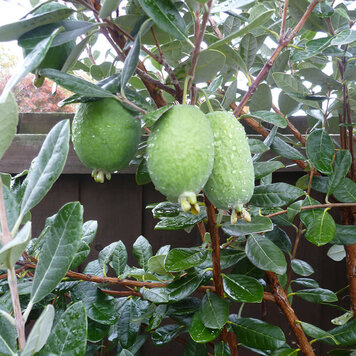 Guava Pineapple Feijoa sellowiana