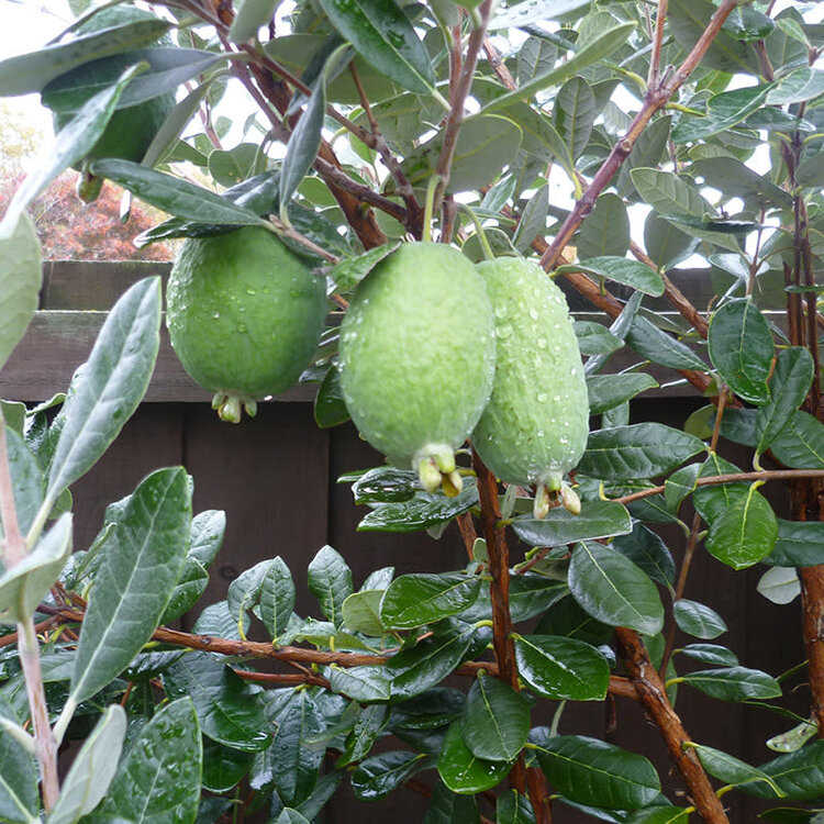 Guava Pineapple Feijoa sellowiana
