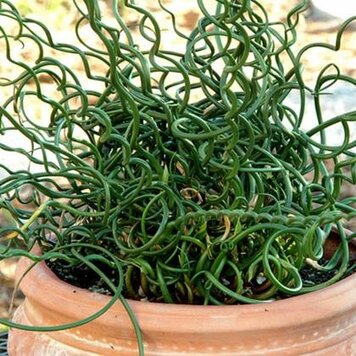 Juncus effusus 'Spiralis' 1 gal