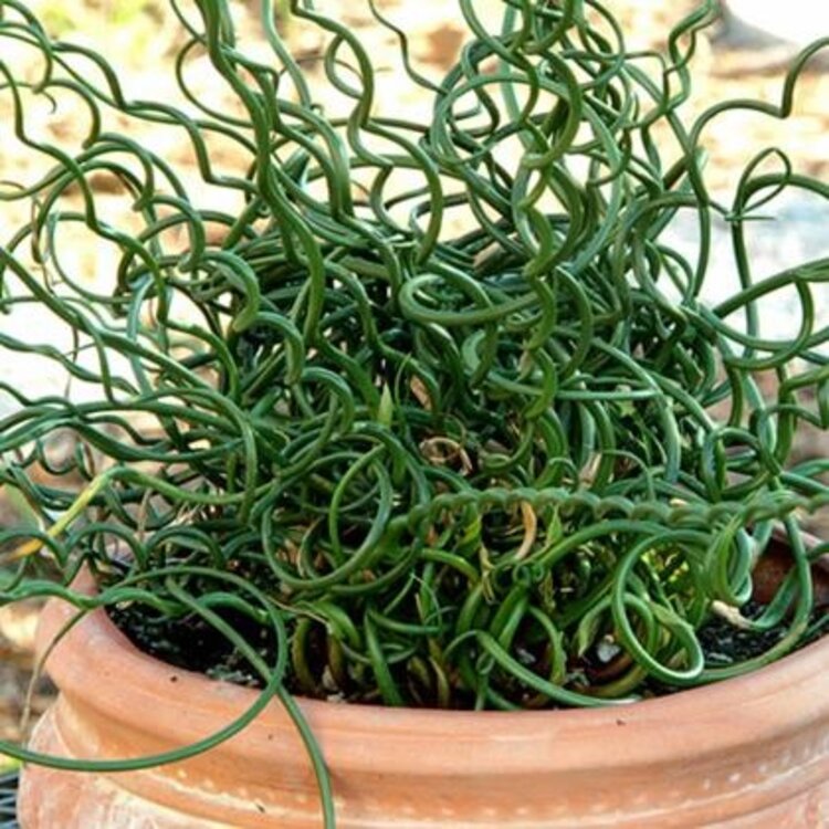 Juncus effusus 'Spiralis' 1 gal