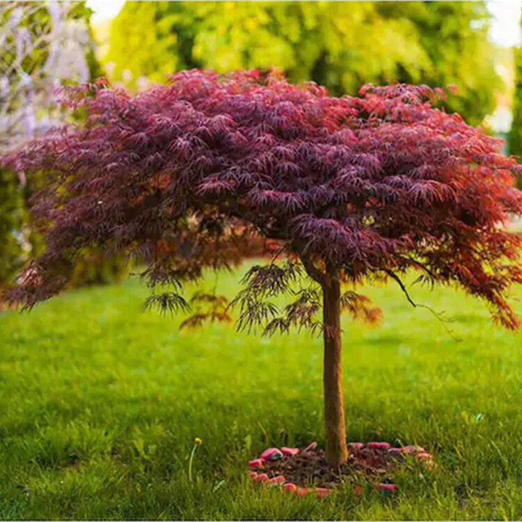 Acer palmatum dissectum 'Red Dragon'