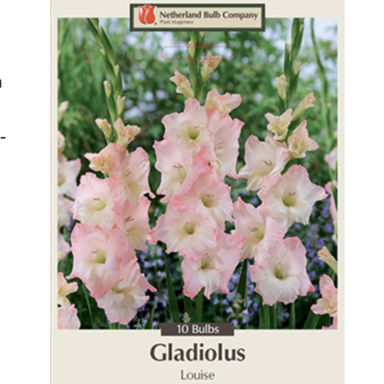 Gladiolus Large Flowering Louise 12/14 10pp