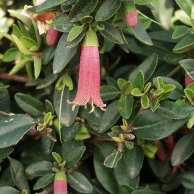 Correa 'Dusky Bells' (Carmine Bells)