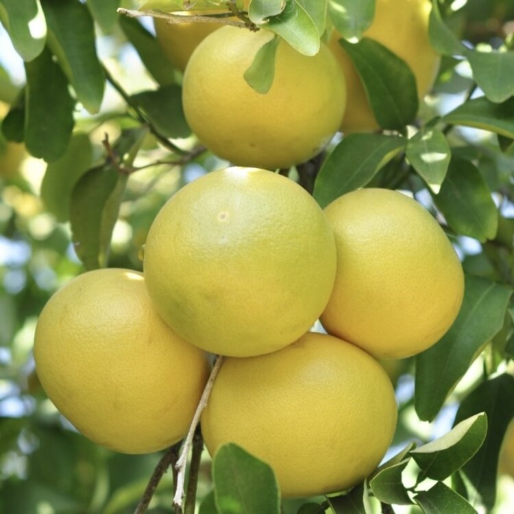 Grapefruit 'Oroblanco'