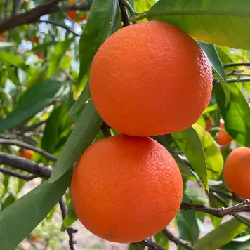 Mandarin 'Clementine Nour'