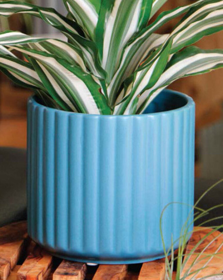 Palm Springs PHG Palm Springs Brush Comb Pot, Denim