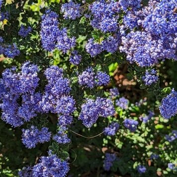Ceanothus 'Julia Phelps' CalNative