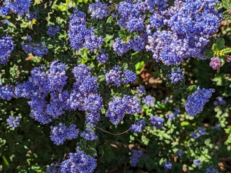 Ceanothus 'Julia Phelps' CalNative